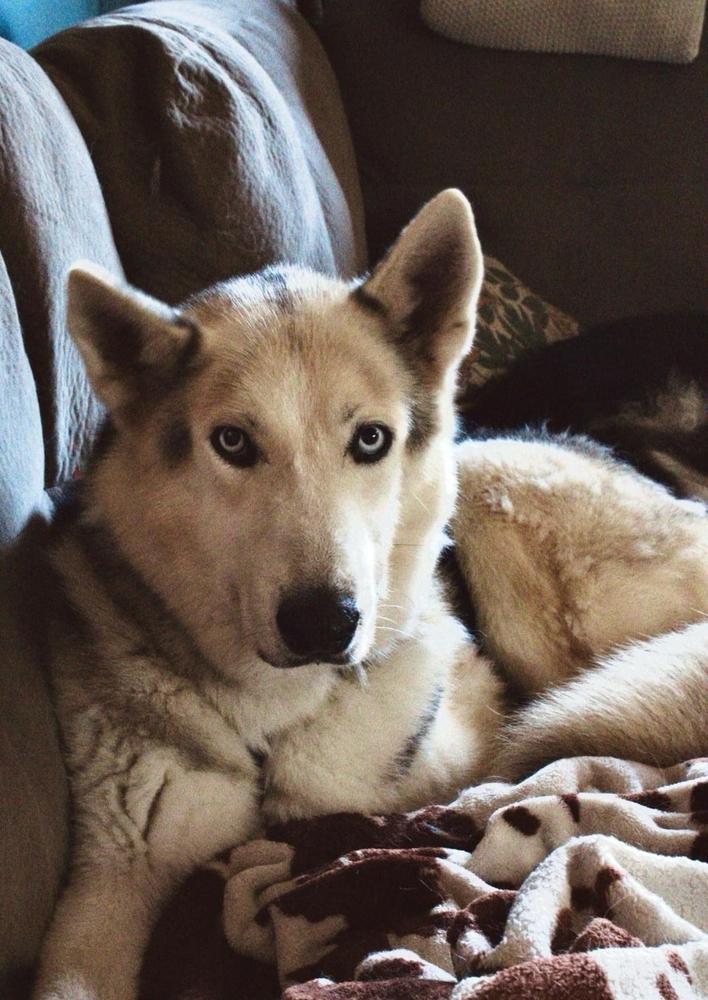 Rockie IV, a Adoptable Husky in Fredonia, WI image 4/5