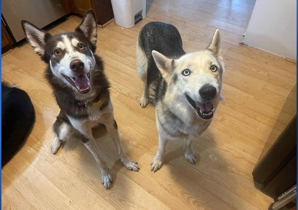 Rockie IV, a Adoptable Husky in Fredonia, WI image 5/5