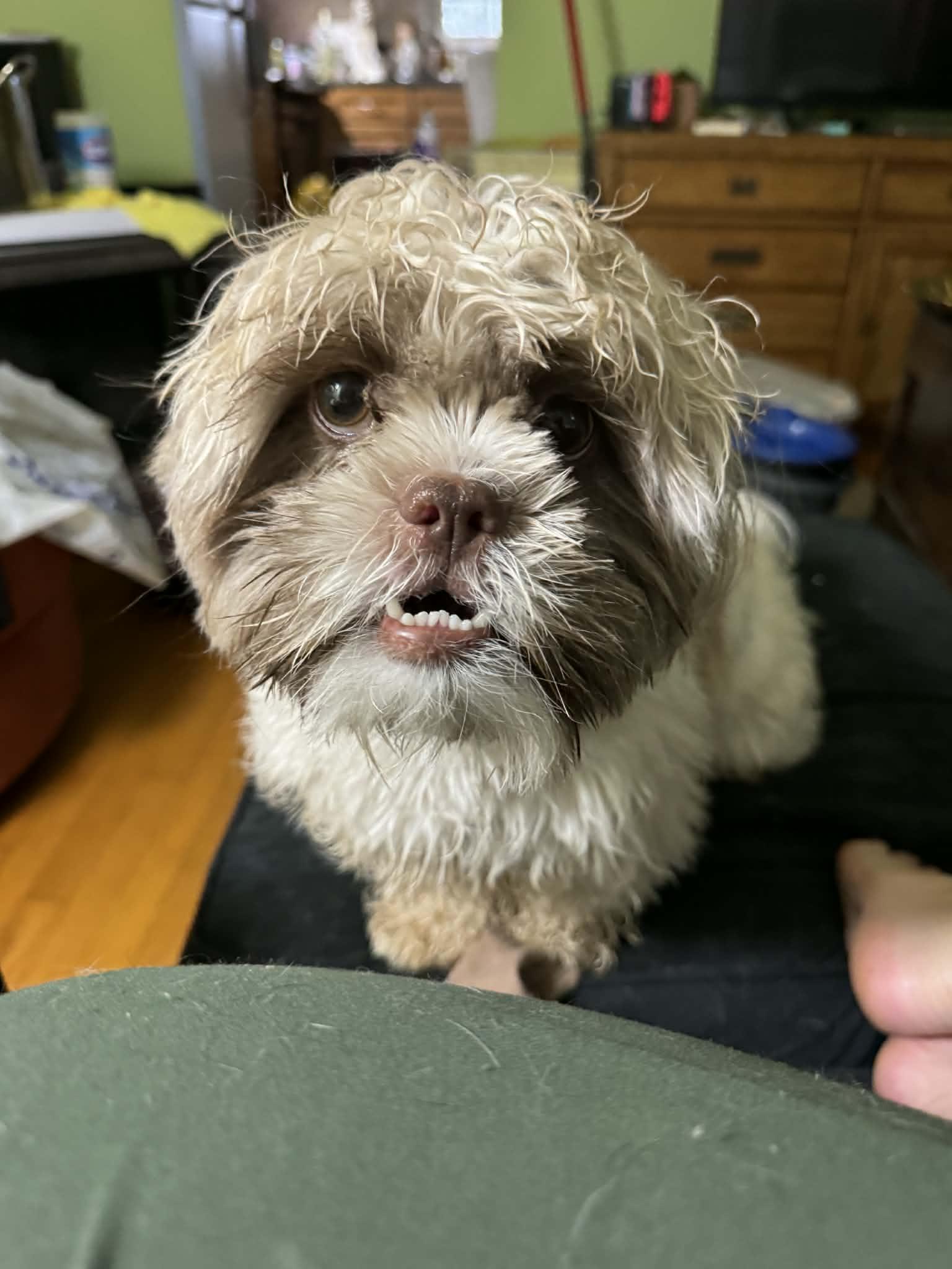 Enlarge Tonto, a Adoptable Shih Tzu in Campbellsville, KY image 5/6