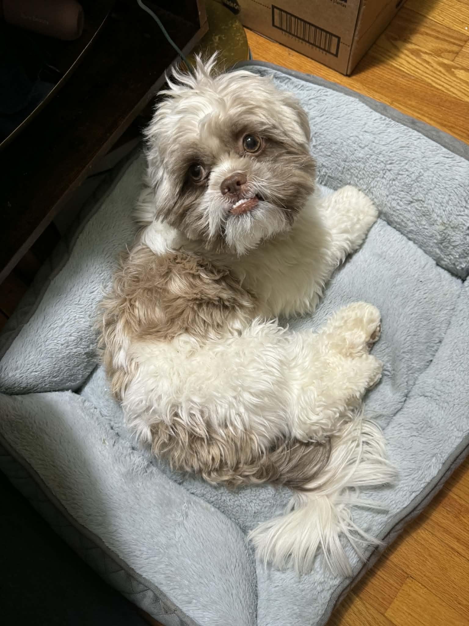 Enlarge Tonto, a Adoptable Shih Tzu in Campbellsville, KY image 3/6