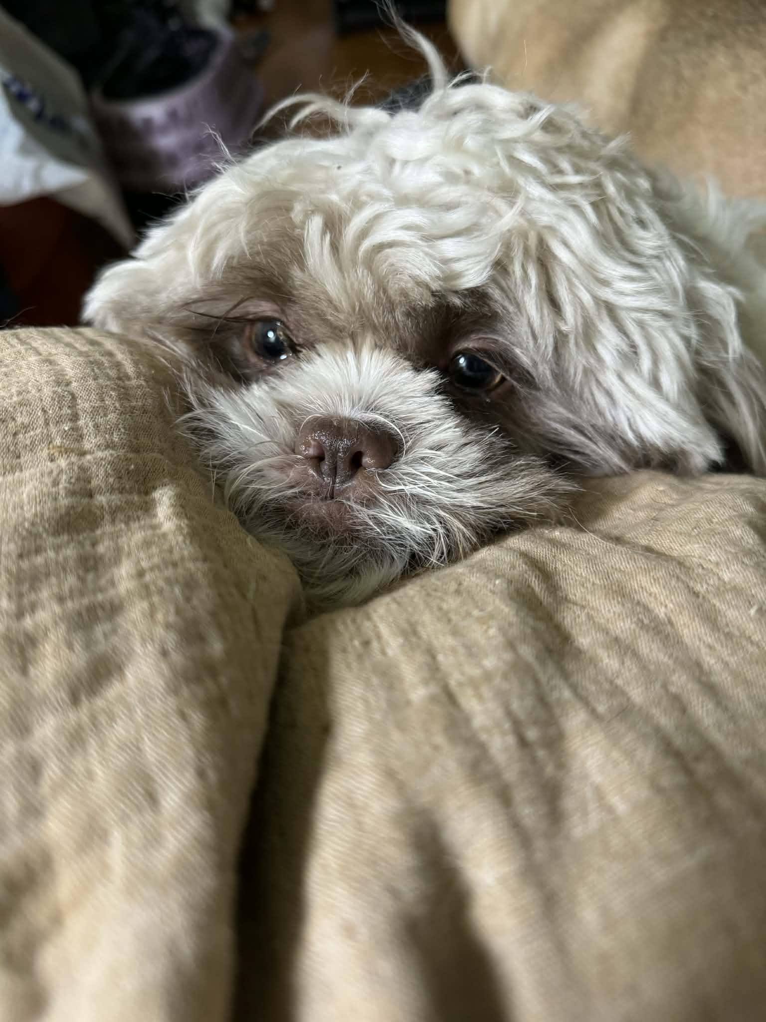 Enlarge Tonto, a Adoptable Shih Tzu in Campbellsville, KY image 2/6
