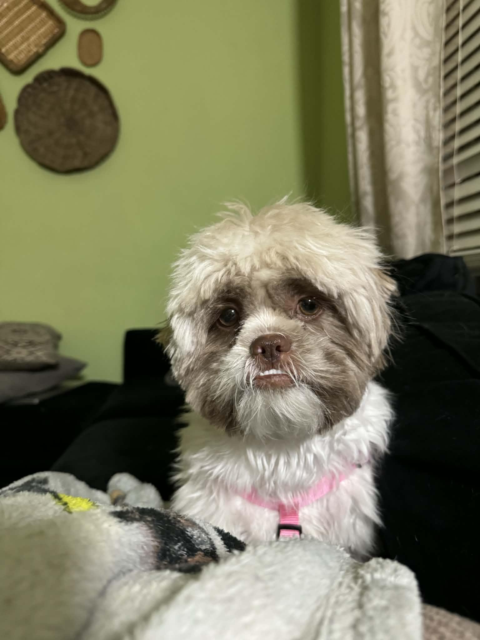 Enlarge Tonto, a Adoptable Shih Tzu in Campbellsville, KY image 6/6