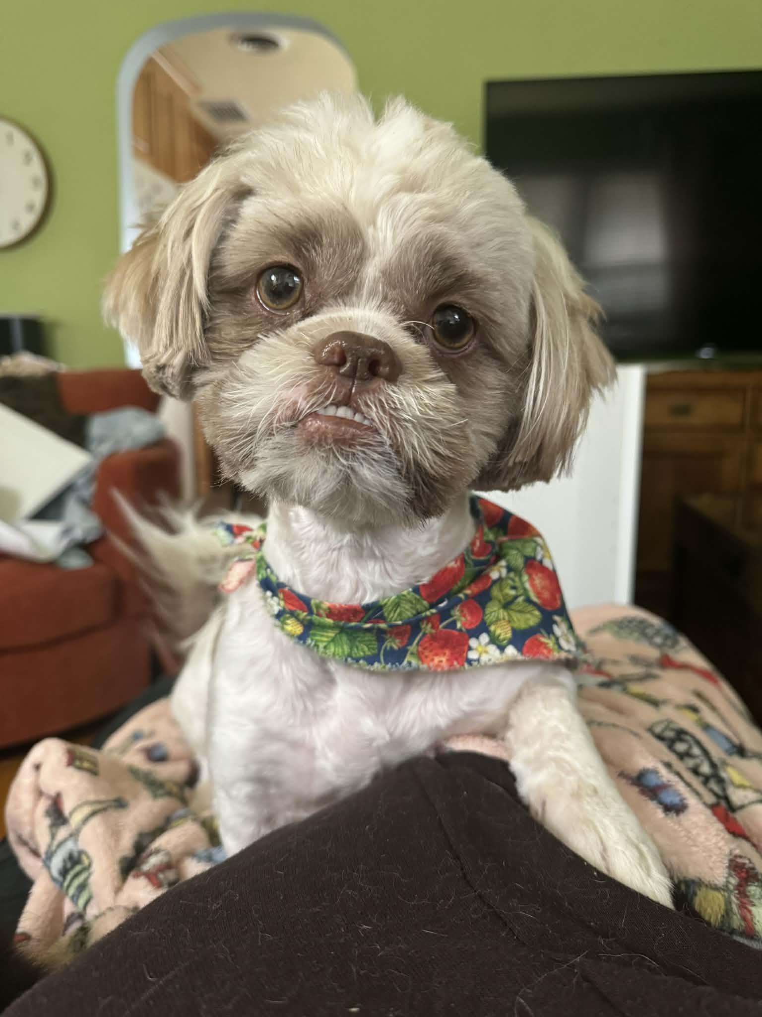 Tonto, Adoptable, Adult Male Shih Tzu.