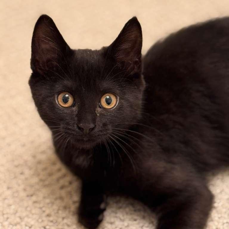 Enlarge Mocha, a Adoptable Domestic Short Hair in Brookhaven, GA image 1/4