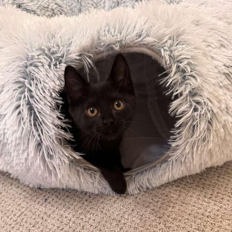 Enlarge Mocha, a Adoptable Domestic Short Hair in Brookhaven, GA image 2/4