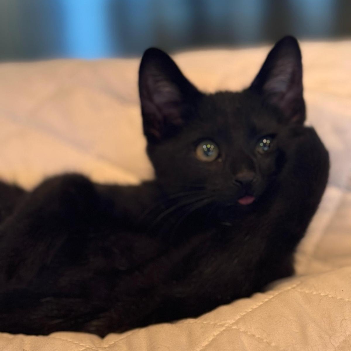 Enlarge Mocha, a Adoptable Domestic Short Hair in Brookhaven, GA image 3/4