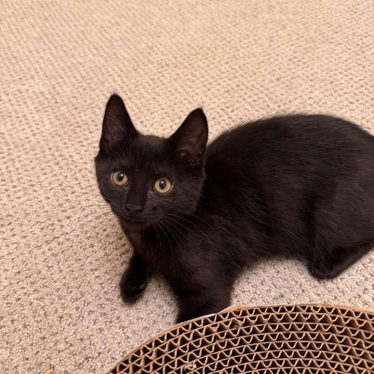 Enlarge Mocha, a Adoptable Domestic Short Hair in Brookhaven, GA image 4/4