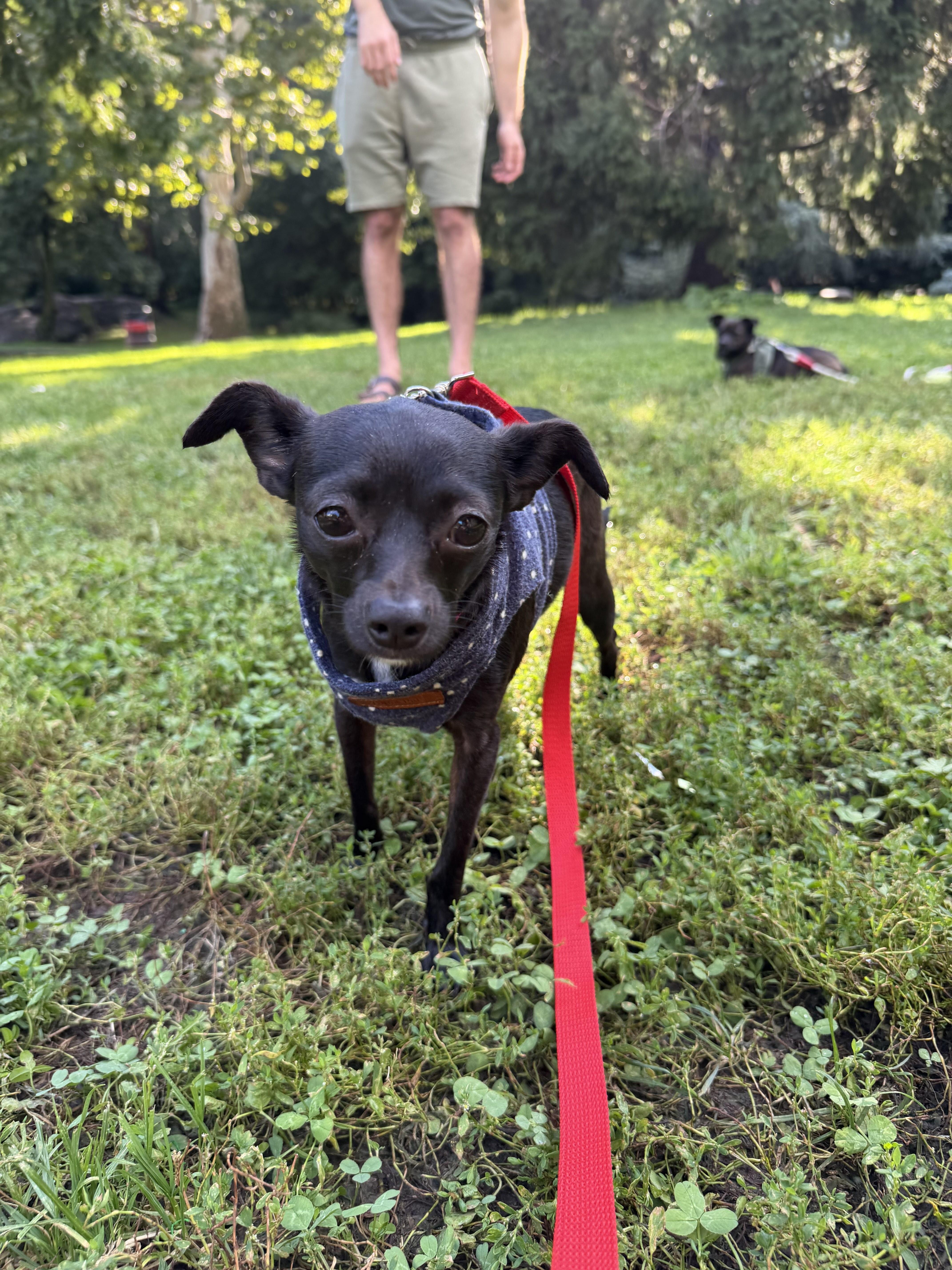 Cookie, ADOPTABLE, Young • Female, Chihuahua.