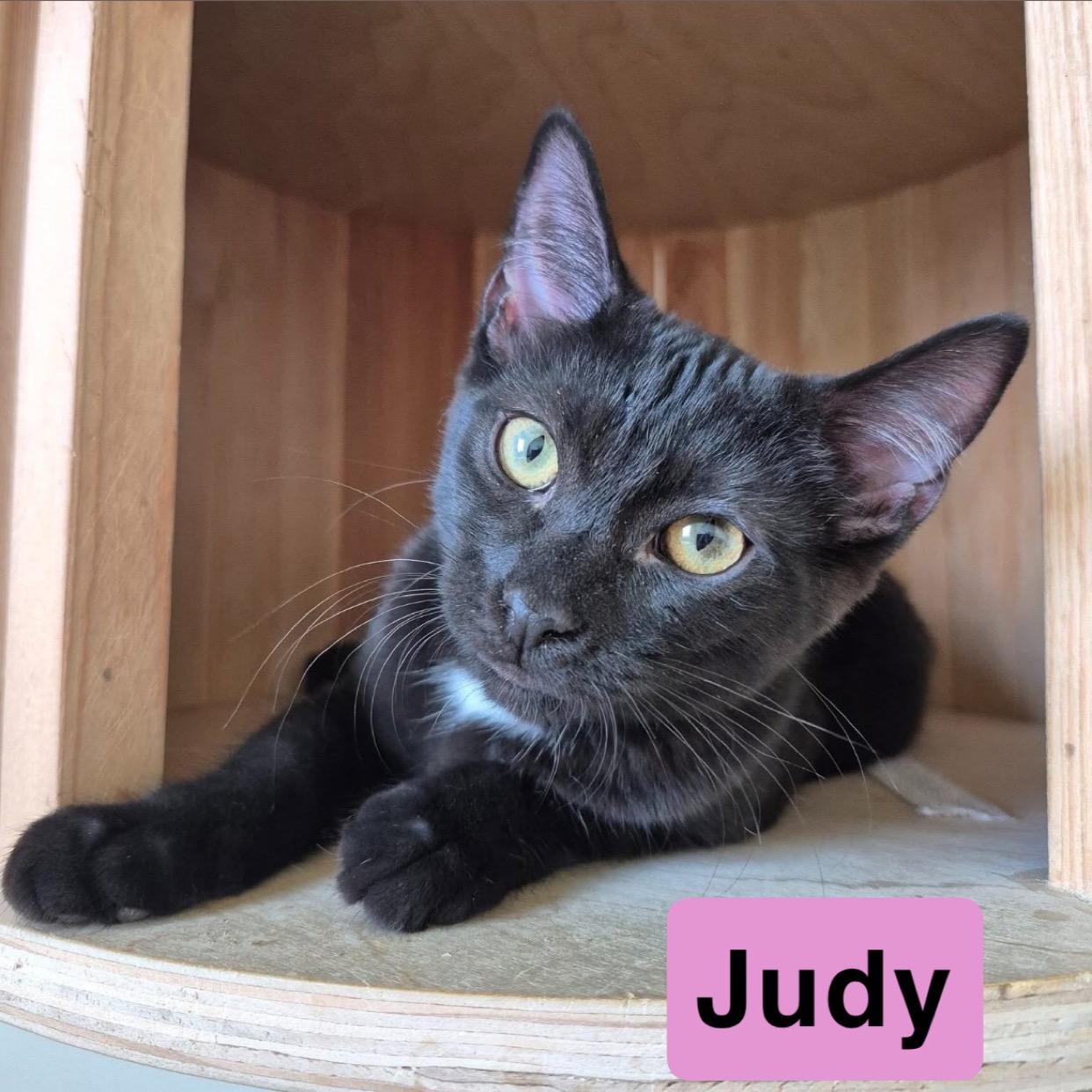 Enlarge Jackie and Judy, a Adopted Domestic Short Hair in West newton, PA image 1/2