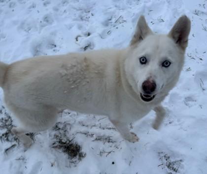 Ghost, Adoptable, Adult Male Siberian Husky & German Shepherd Dog.