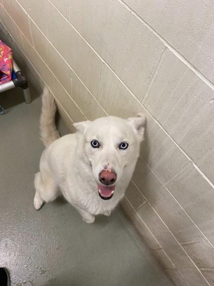Enlarge Ghost, a Adoptable mixed breed in Willmar, MN image 2/2
