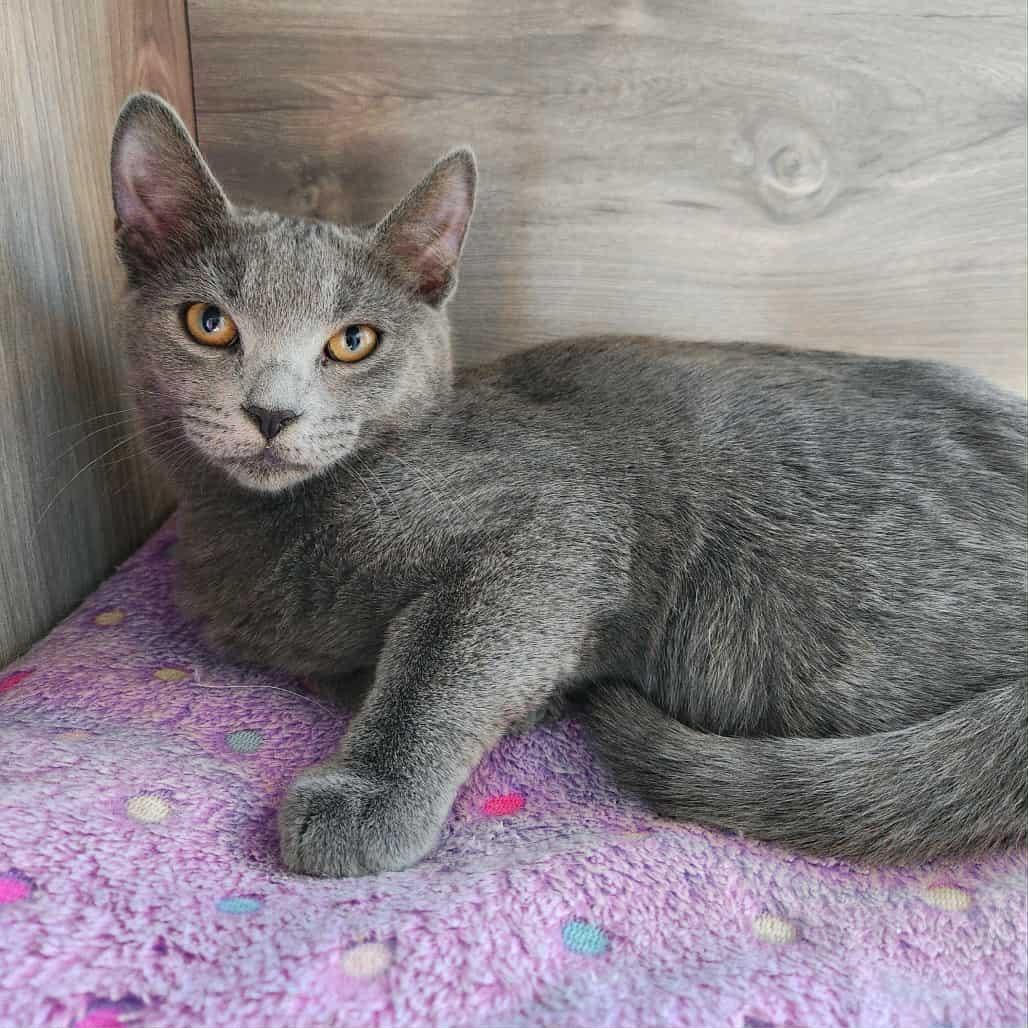 Enlarge Mayhem, a Adoptable Domestic Short Hair in Greensburg, PA image 2/2
