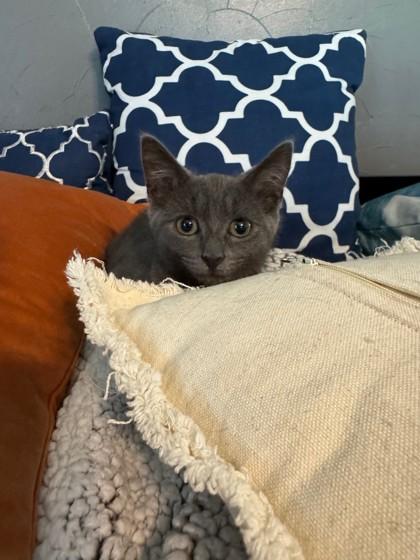 Picasso 52577, a ADOPTABLE Domestic Short Hair in Oklahoma City, OK image 2/3