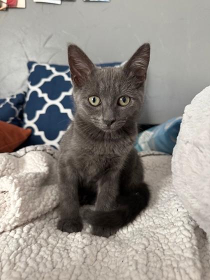 Picasso 52577, a ADOPTABLE Domestic Short Hair in Oklahoma City, OK image 3/3