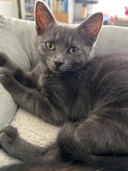 Picasso 52577, ADOPTABLE, Kitten Male Domestic Short Hair.