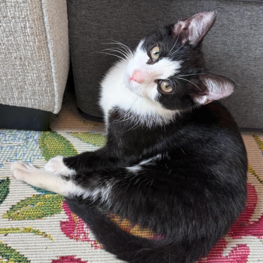 Enlarge Brian, a Adoptable mixed breed in Hyattsville, MD image 5/6