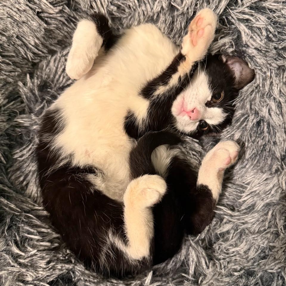 Enlarge Brian, a Adoptable mixed breed in Hyattsville, MD image 3/6