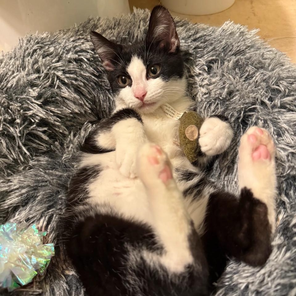 Enlarge Brian, a Adoptable mixed breed in Hyattsville, MD image 6/6