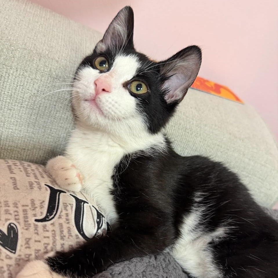 Enlarge Brian, a Adoptable mixed breed in Hyattsville, MD image 1/6