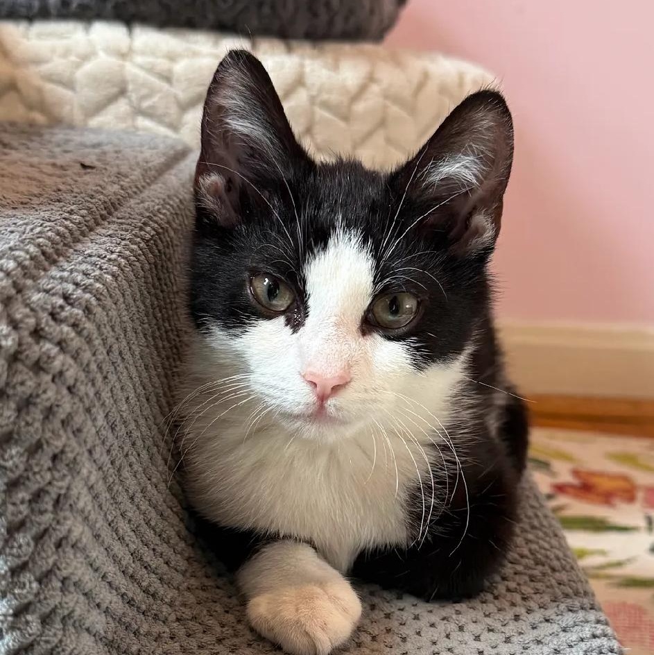 Enlarge Brian, a Adoptable mixed breed in Hyattsville, MD image 4/6