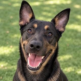 Enlarge D.K, a Adoptable mixed breed in Windcrest, TX image 1/6
