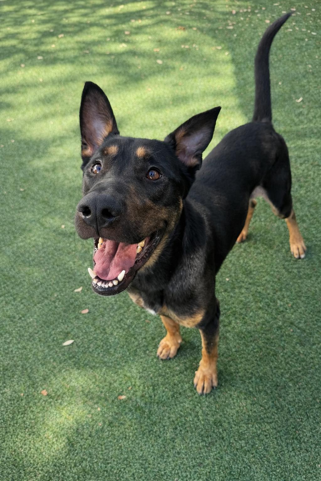 Enlarge D.K, a Adoptable mixed breed in Windcrest, TX image 2/6