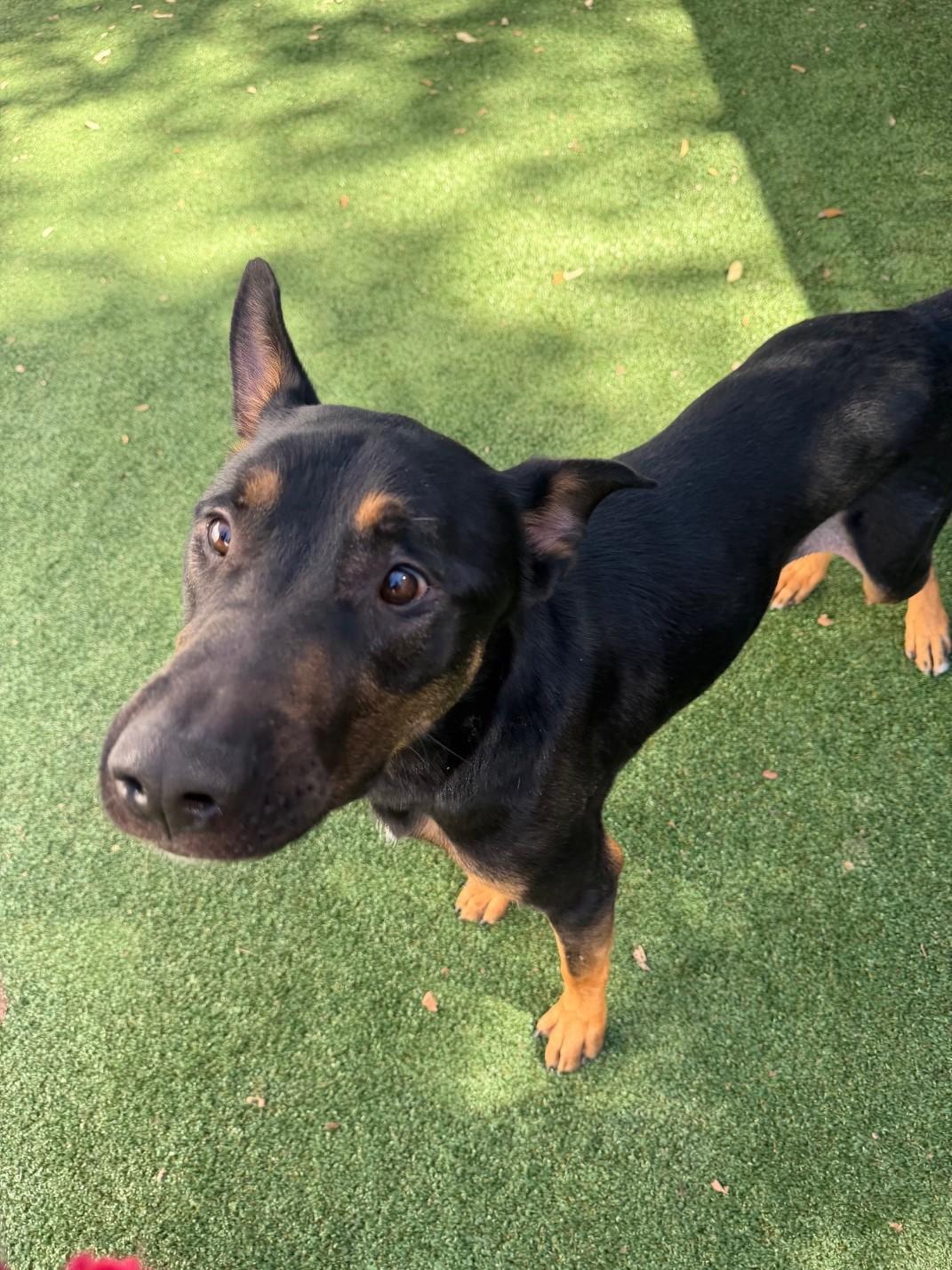 Enlarge D.K, a Adoptable mixed breed in Windcrest, TX image 5/6