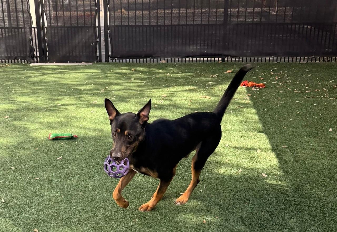 Enlarge D.K, a Adoptable mixed breed in Windcrest, TX image 6/6