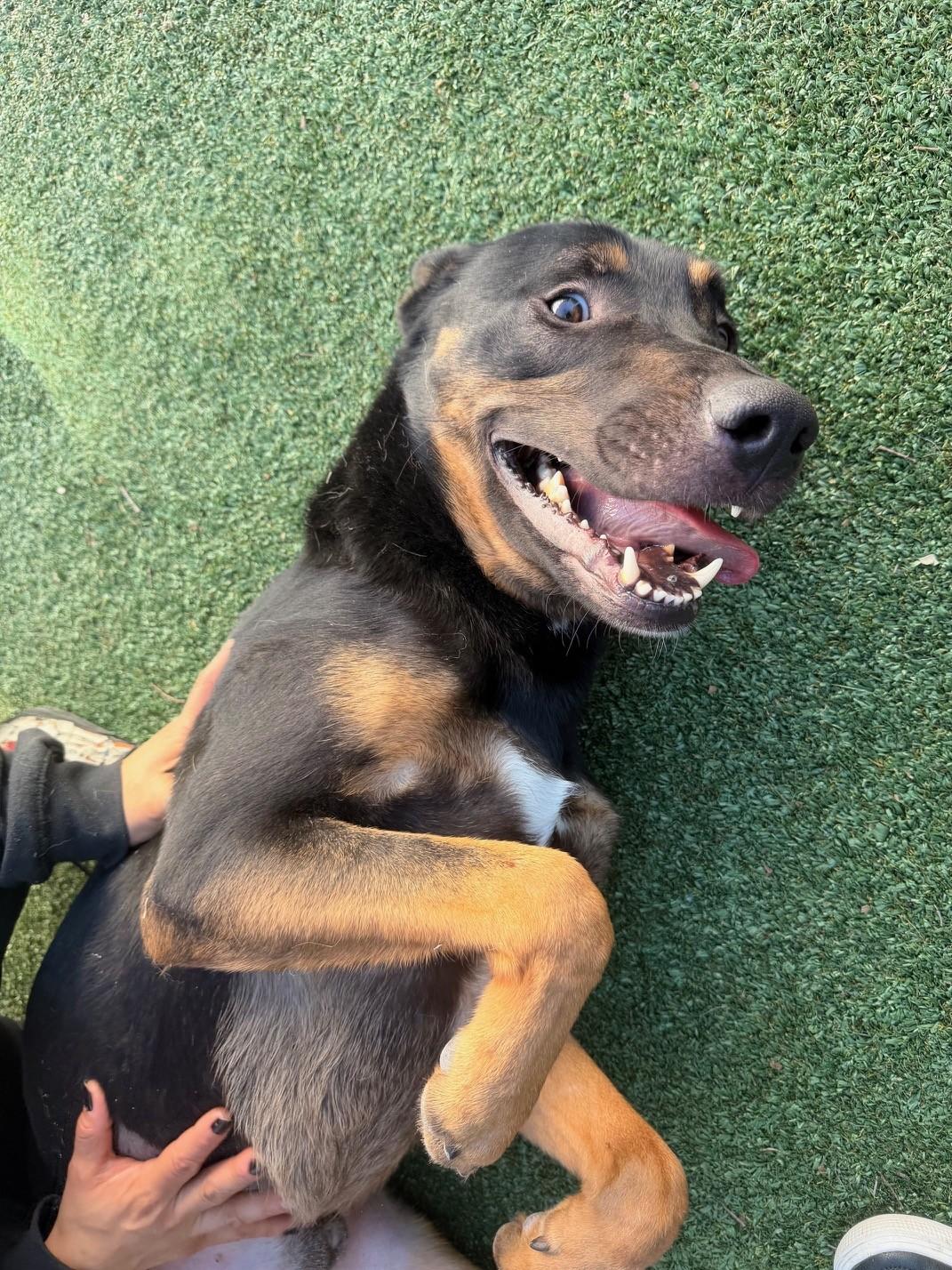 Enlarge D.K, a Adoptable mixed breed in Windcrest, TX image 3/6