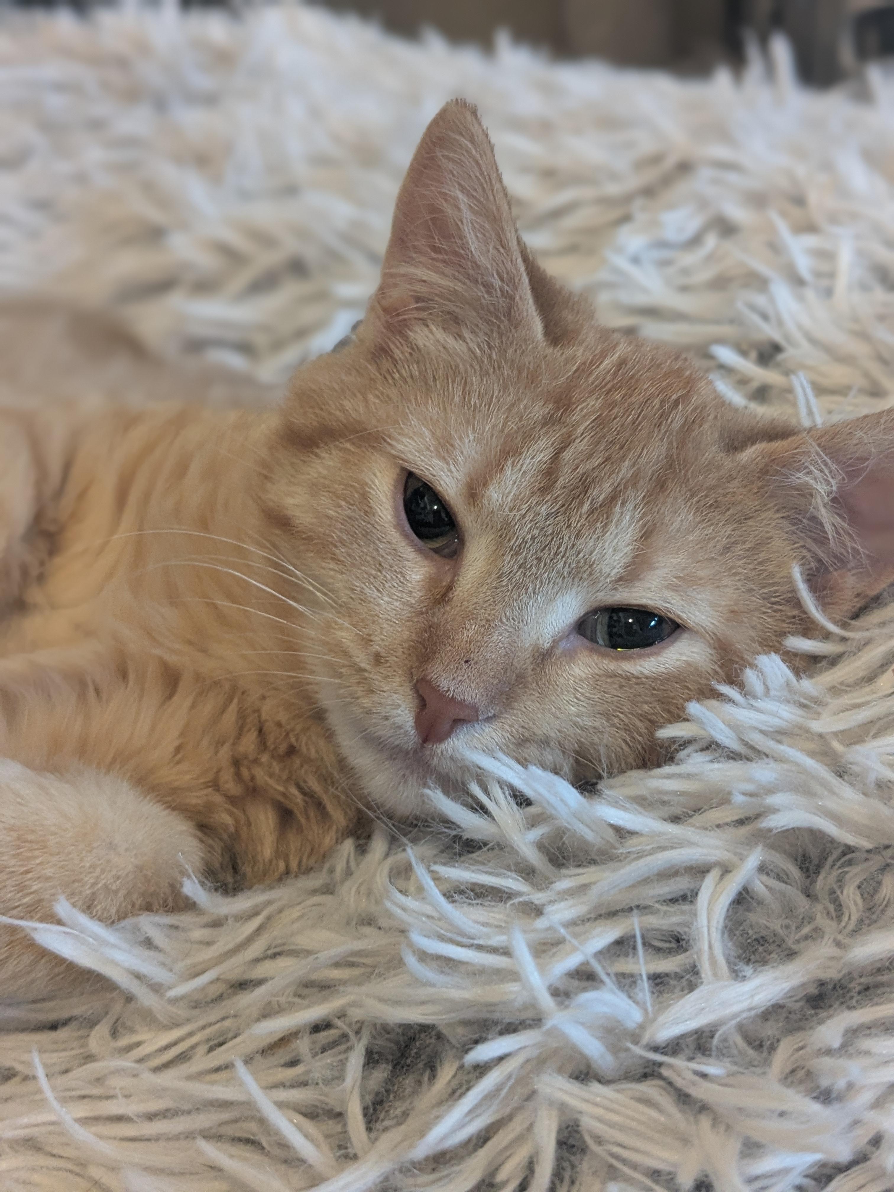 Enlarge Amber (Bonded Pair with Franklin), a Adoptable Domestic Short Hair in Newburgh, NY image 2/5