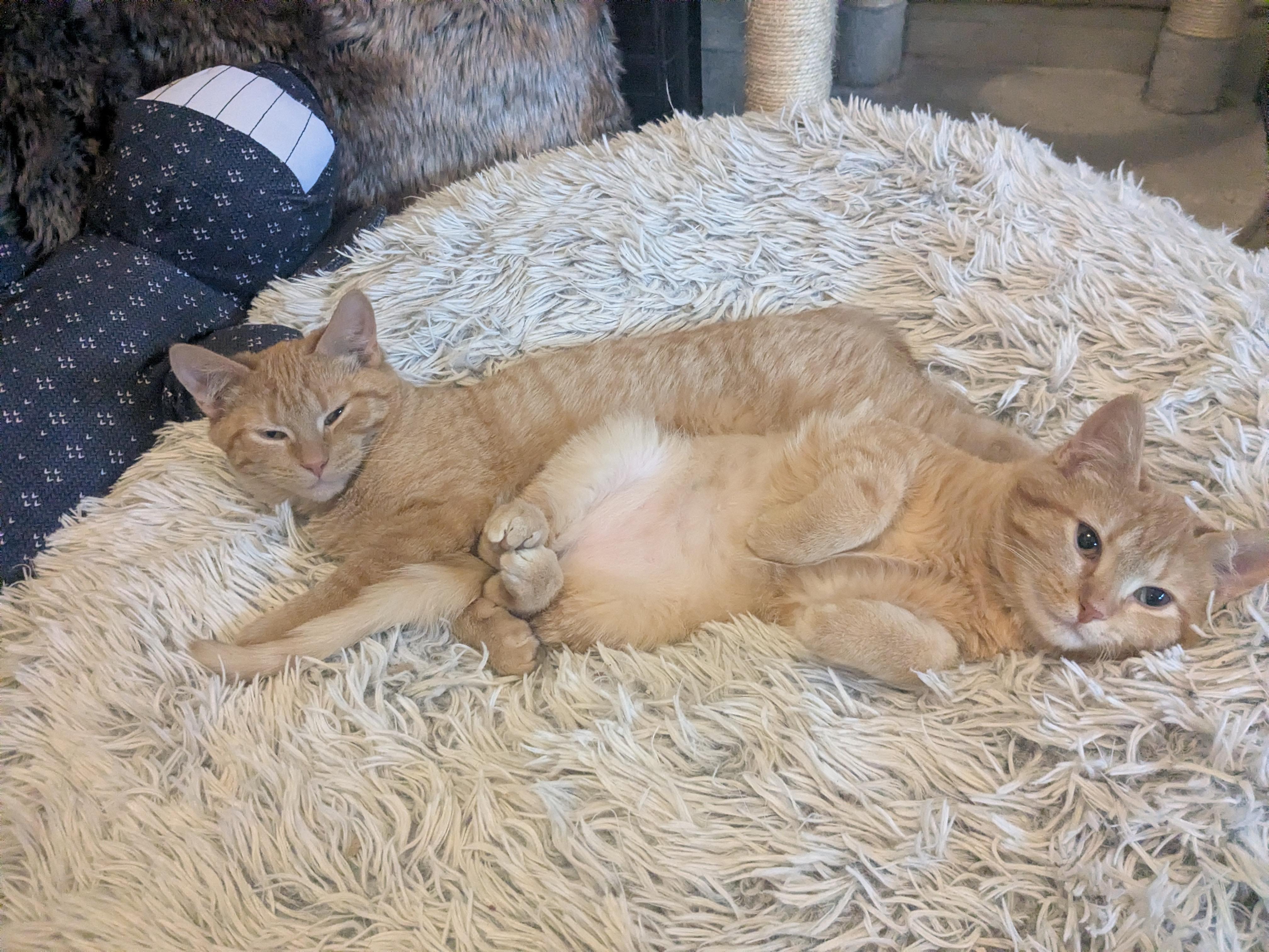 Enlarge Amber (Bonded Pair with Franklin), a Adoptable Domestic Short Hair in Newburgh, NY image 4/5