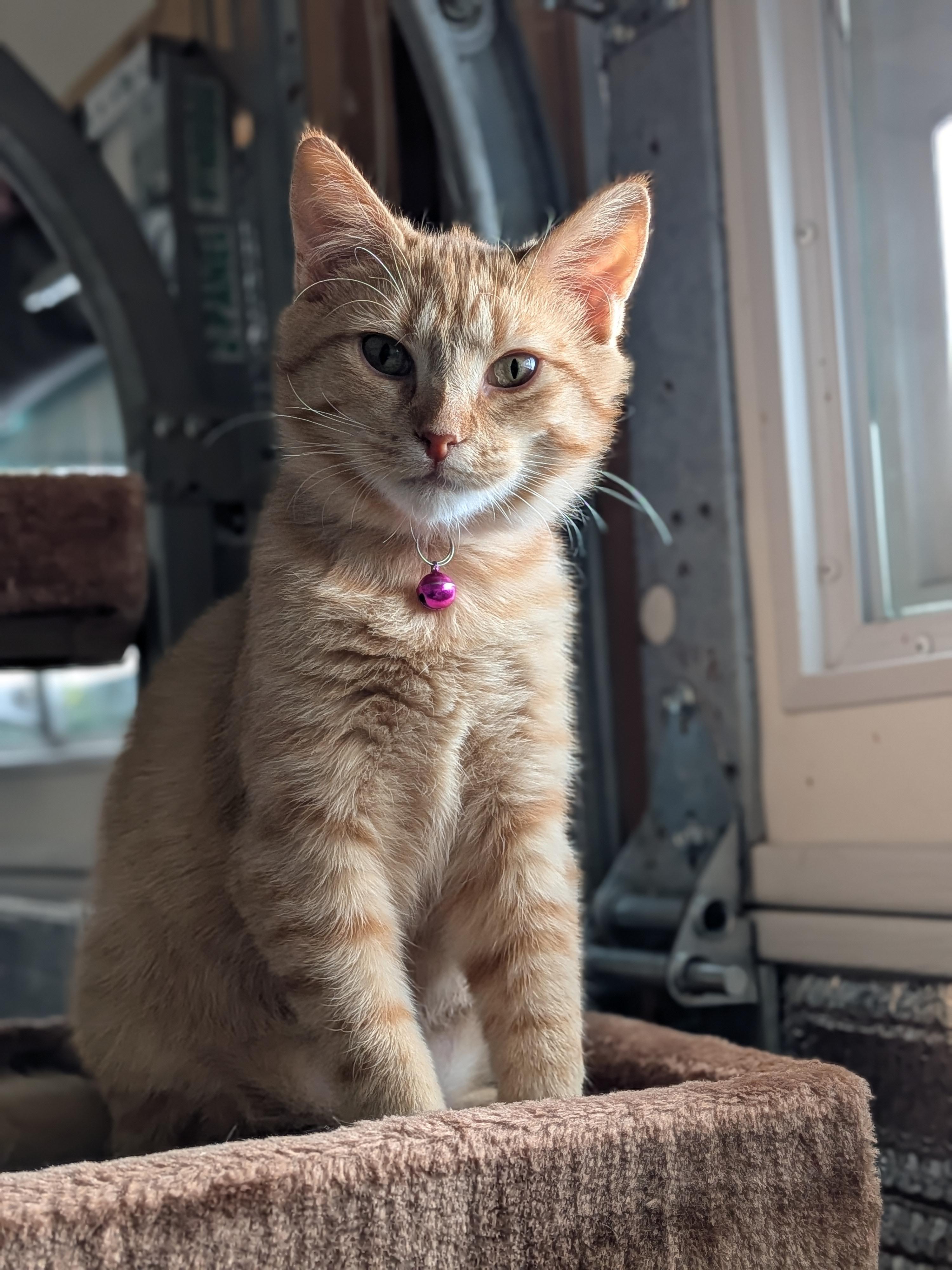 Amber (Bonded Pair with Franklin), Adoptable, Kitten Female Domestic Short Hair.