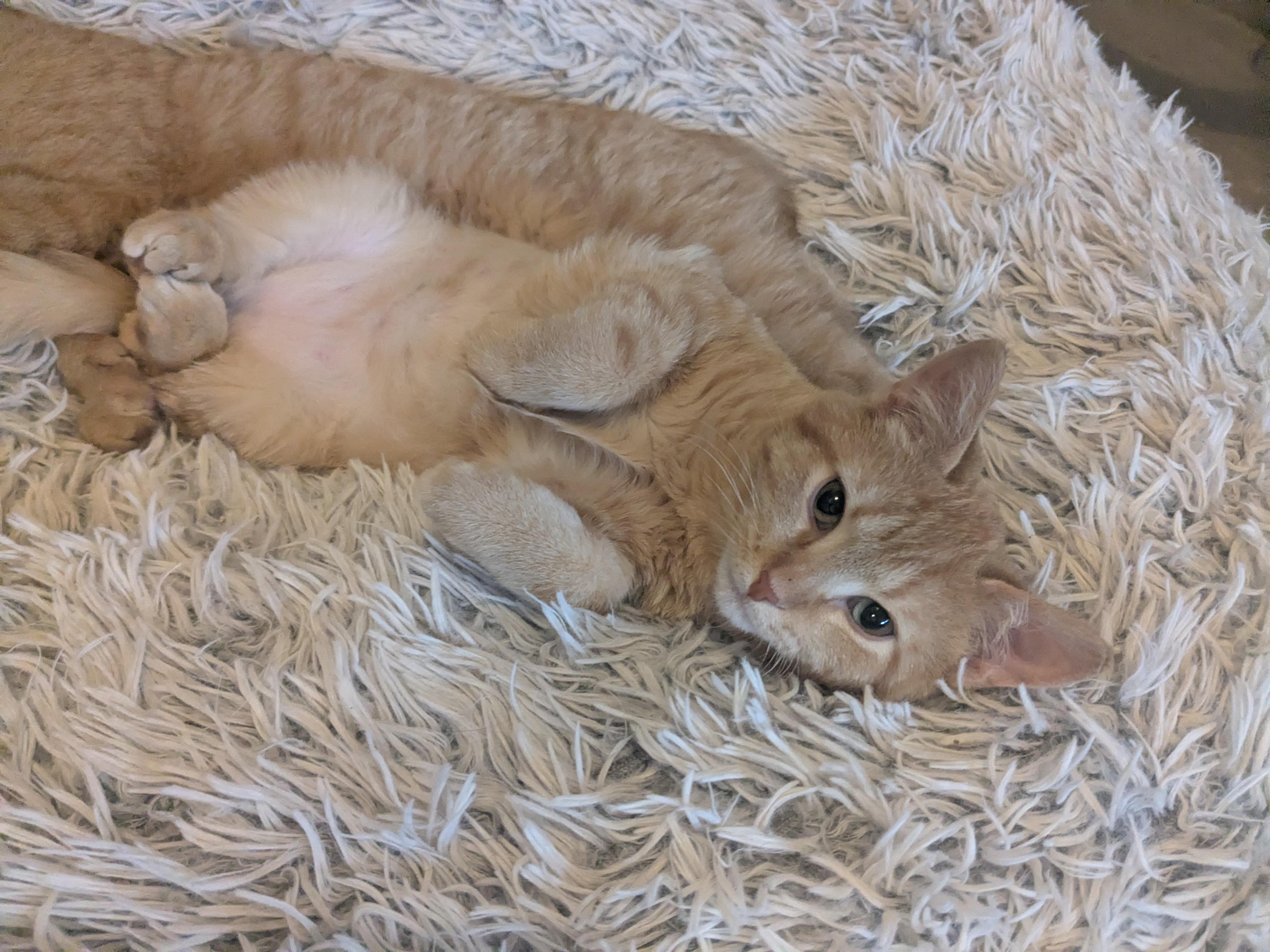 Enlarge Amber (Bonded Pair with Franklin), a Adoptable Domestic Short Hair in Newburgh, NY image 3/5