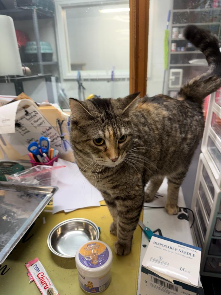 SWIRL, Adoptable, Young Female Domestic Short Hair.