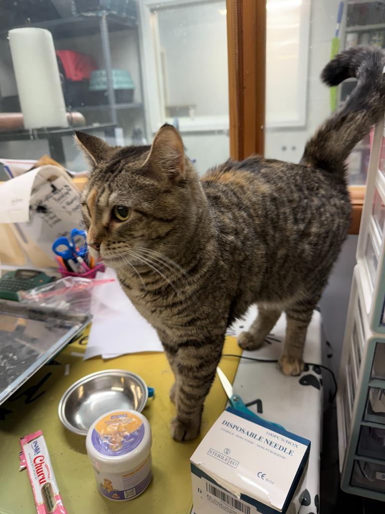 Enlarge SWIRL, a Adoptable mixed breed in Algona, IA image 2/6