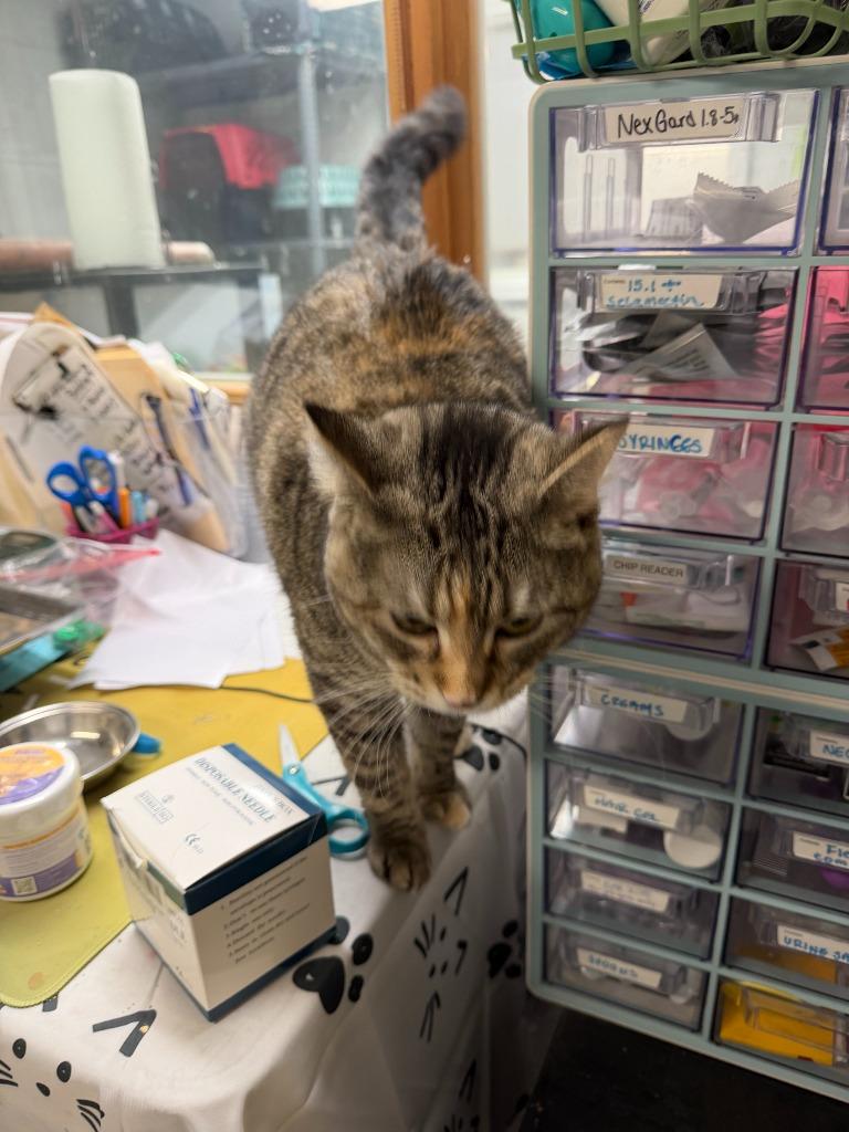 Enlarge SWIRL, a Adoptable mixed breed in Algona, IA image 3/6