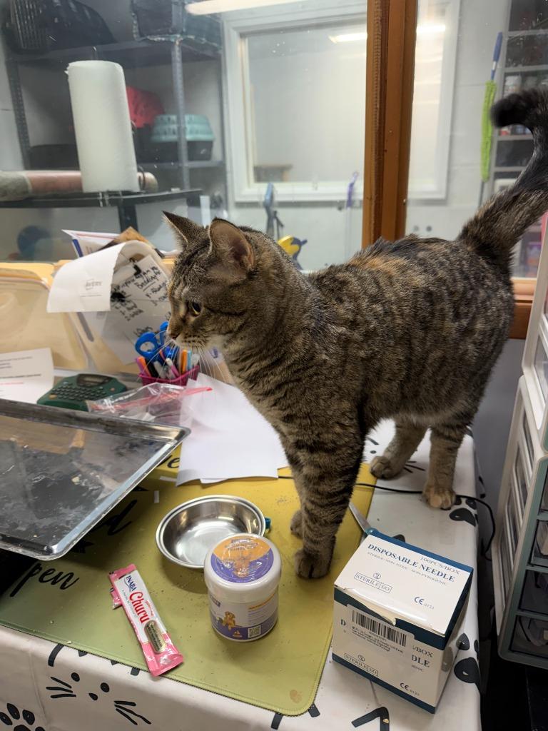 Enlarge SWIRL, a Adoptable mixed breed in Algona, IA image 4/6