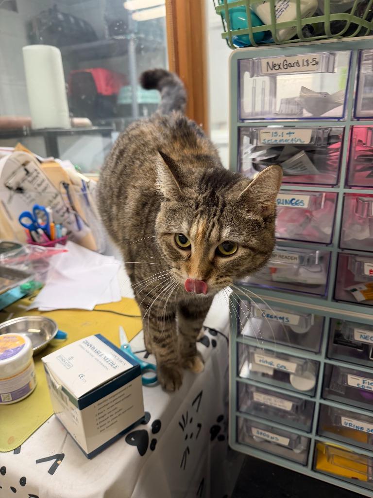 Enlarge SWIRL, a Adoptable mixed breed in Algona, IA image 5/6