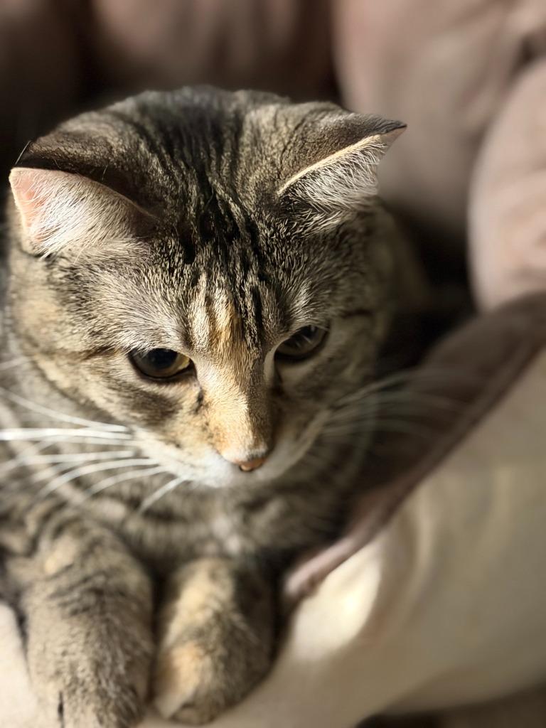 Enlarge SWIRL, a Adoptable mixed breed in Algona, IA image 6/6