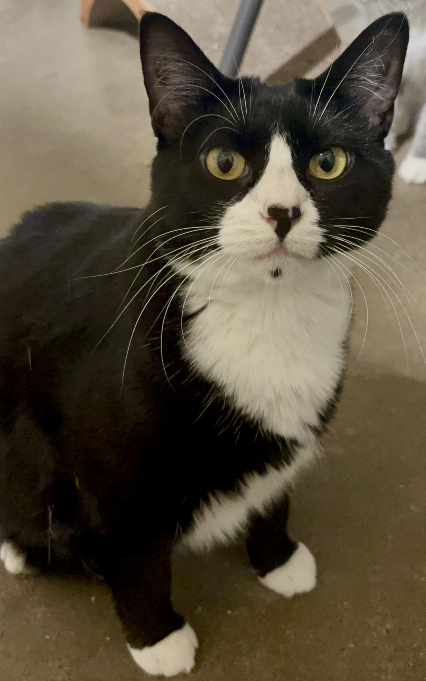 Socks, adopted, Adult Female Domestic Short Hair & Tuxedo.