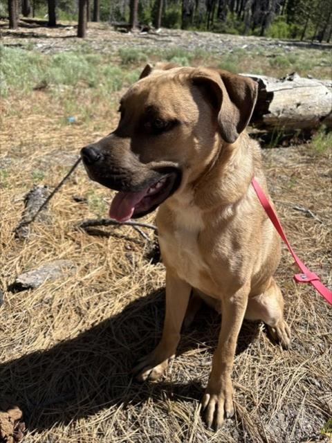 MAX, Adoptable, Young Male Boxer & Mixed Breed.