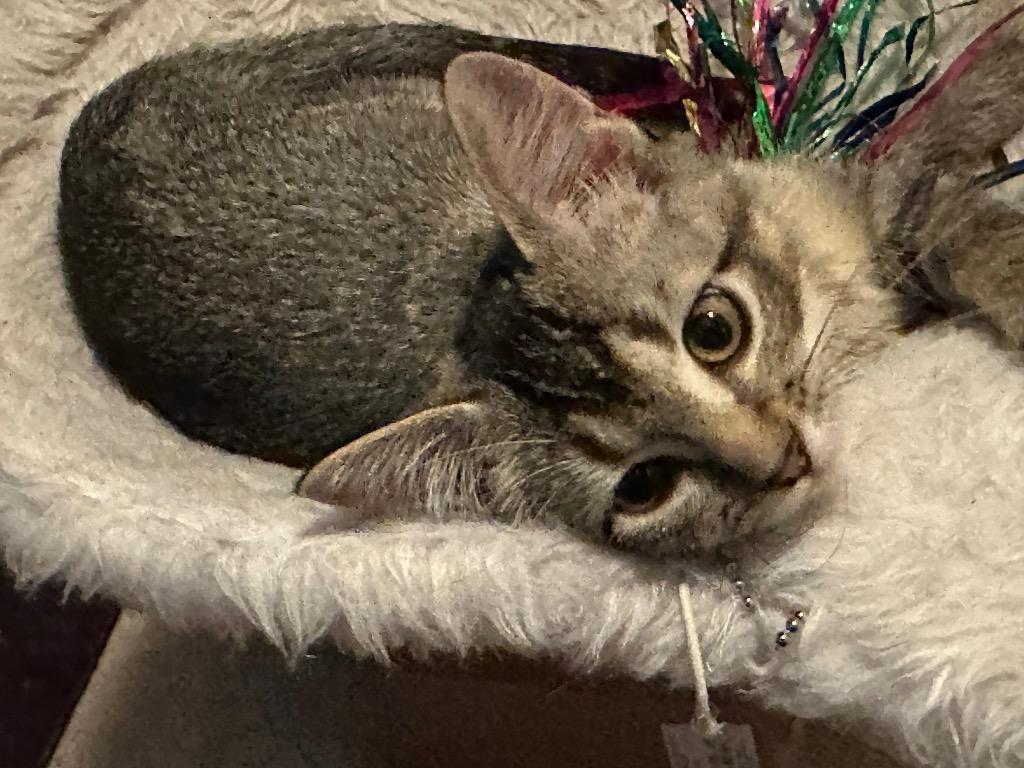 Nicolette, Adoptable, Kitten Female Domestic Short Hair.