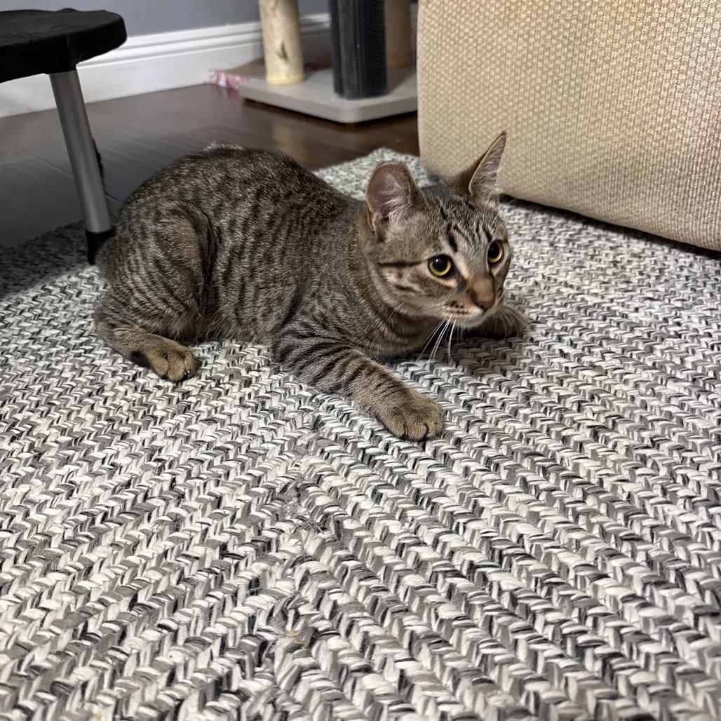 Luna, Adoptable, Young Female Domestic Short Hair.