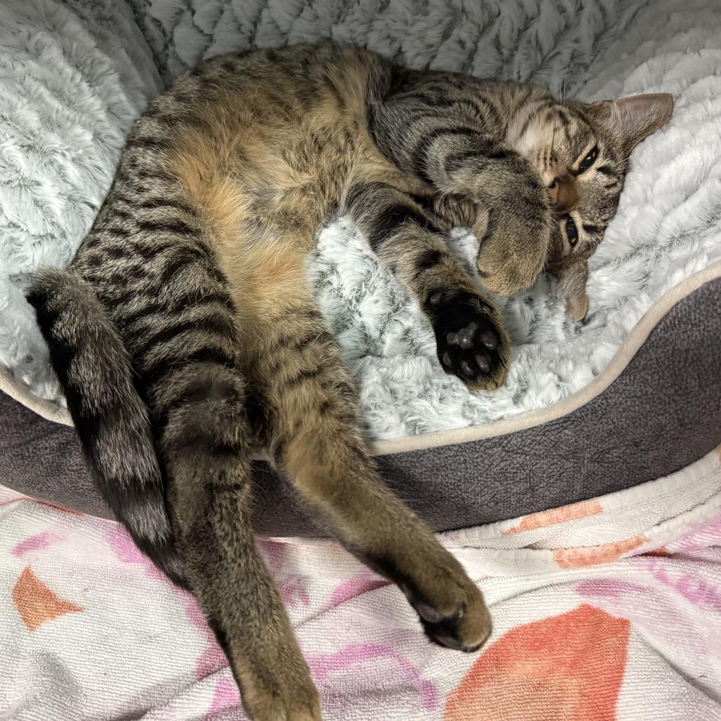 Enlarge Luna, a Adoptable Domestic Short Hair in Las Vegas, NV image 2/6