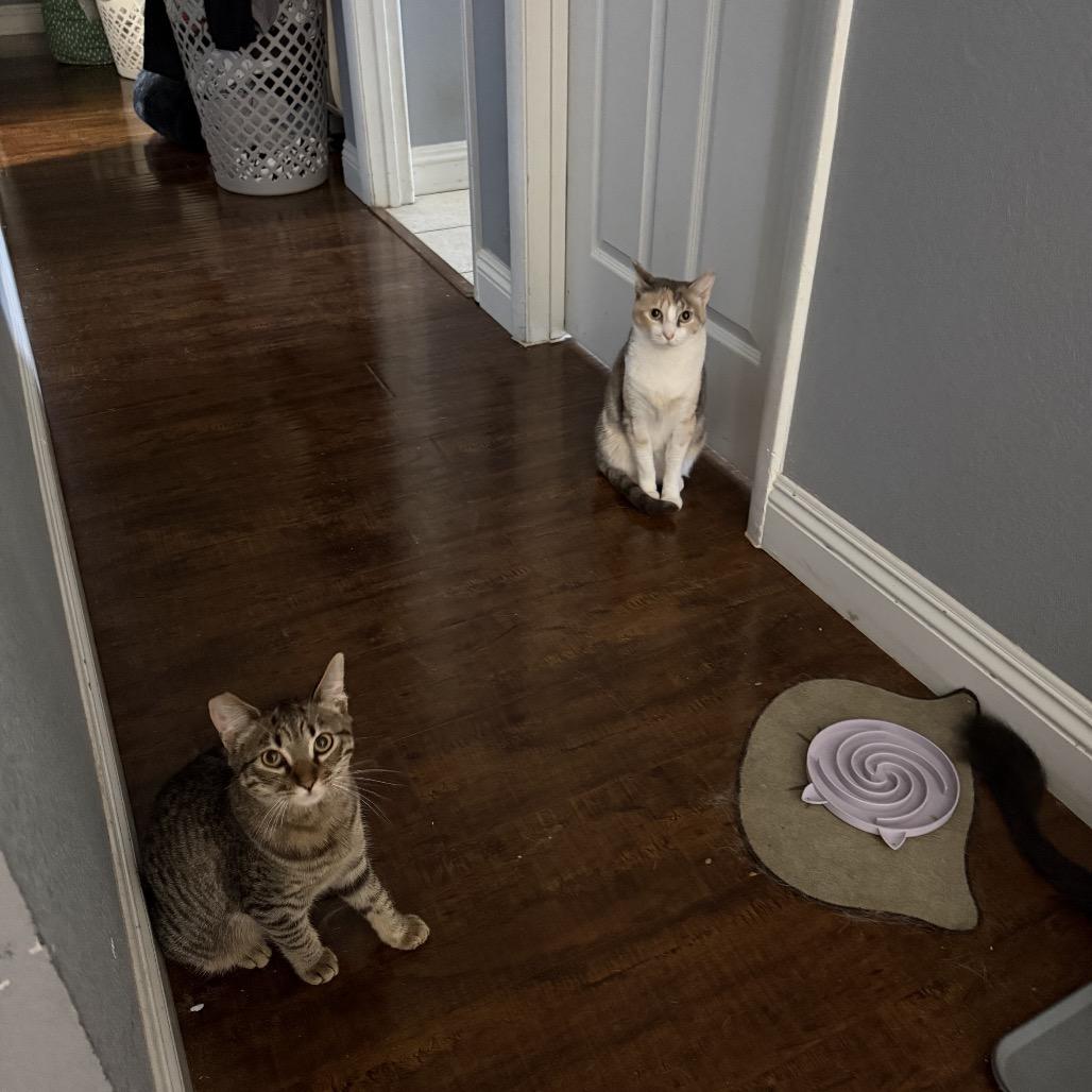 Enlarge Luna, a Adoptable Domestic Short Hair in Las Vegas, NV image 3/6