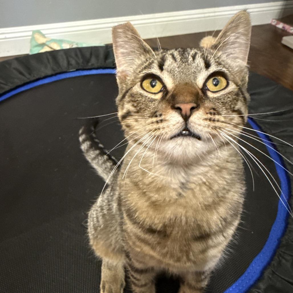 Enlarge Luna, a Adoptable Domestic Short Hair in Las Vegas, NV image 4/6