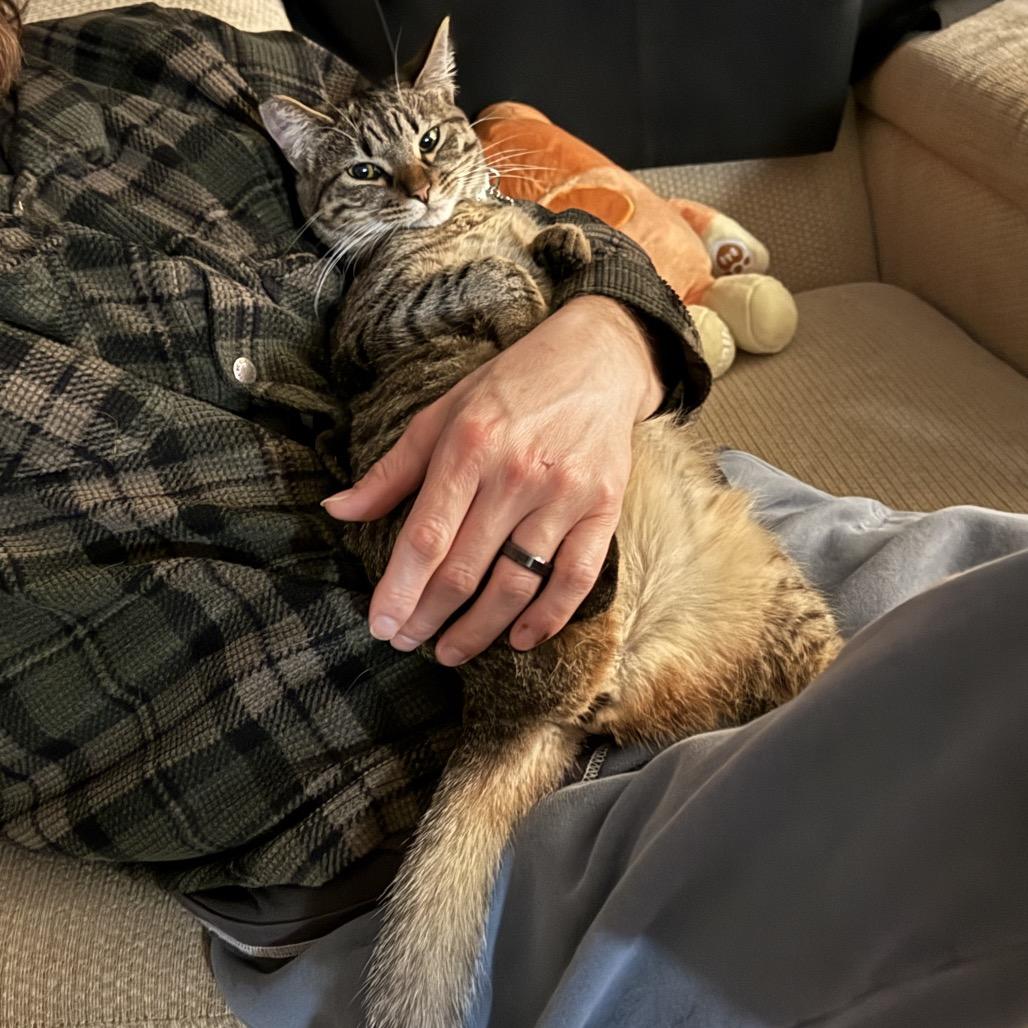 Enlarge Luna, a Adoptable Domestic Short Hair in Las Vegas, NV image 5/6