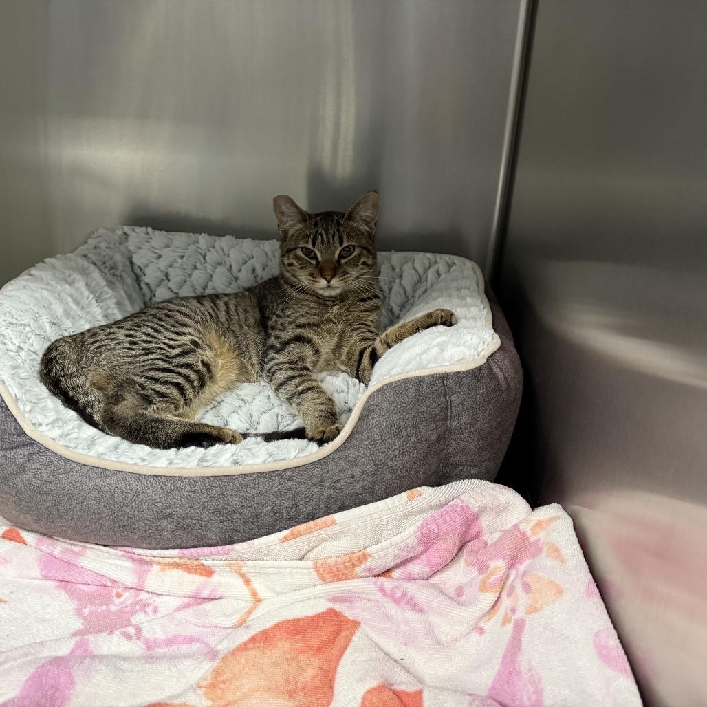 Enlarge Luna, a Adoptable Domestic Short Hair in Las Vegas, NV image 6/6