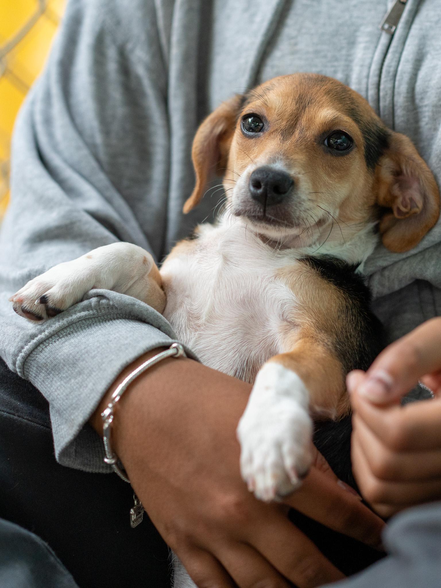BABY CAMERON, adopted, Puppy Male Chihuahua & Terrier.