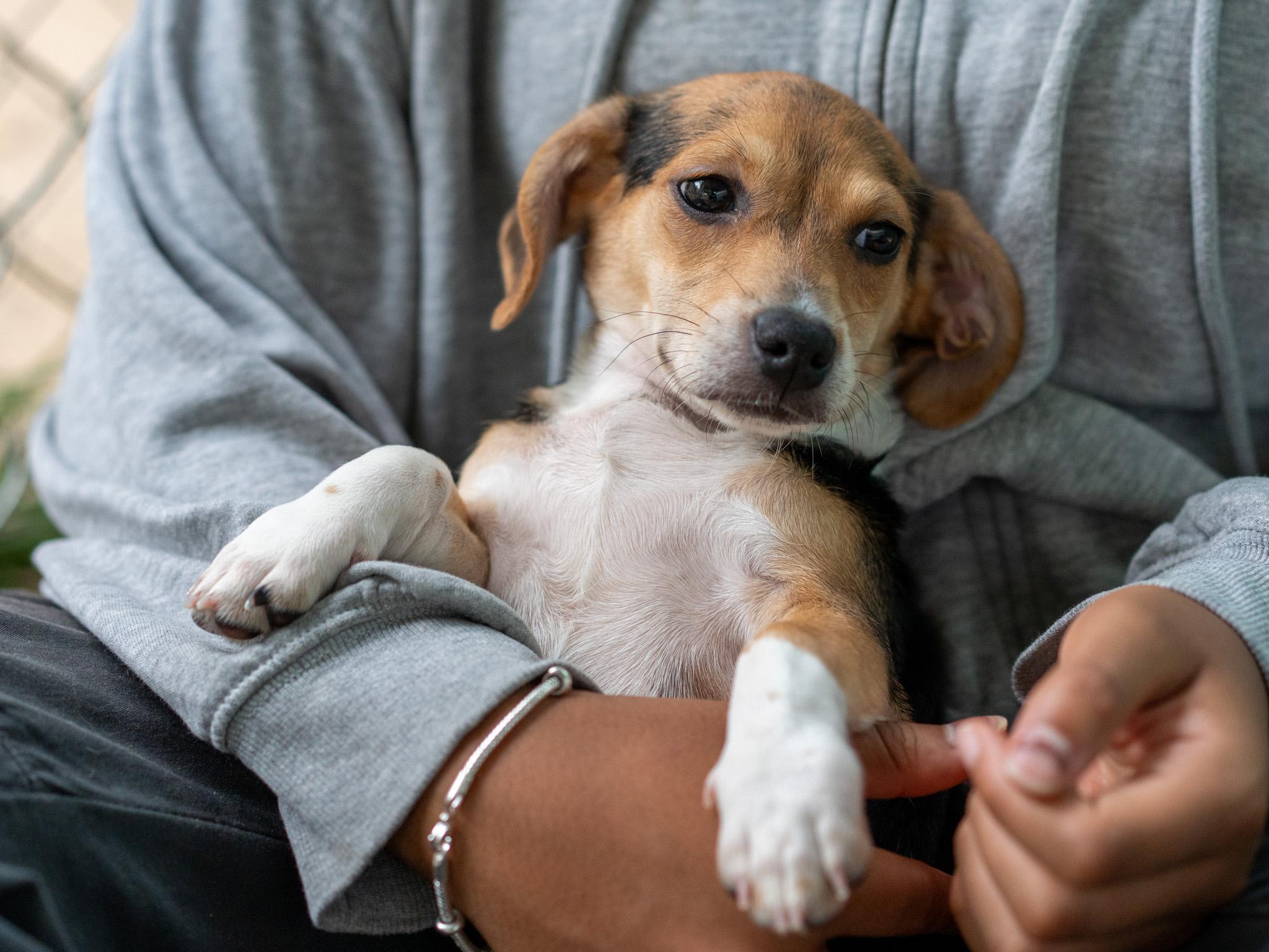BABY CAMERON, an adopted mixed breed in Fresno, CA image 2/4